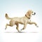 Vector Labrador Retriever Dog