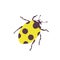 Vector ladybug - element for design. postcard, poster, icon, decor. insect