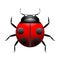 Vector ladybug illustration