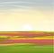 Vector landscape. Holland. Floral fields with tulips of red, yellow and pink flowers.