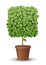 vector large green tree grows from a flowerpot. concept of spring and summer