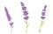 Vector lavender flowers illustration set. Beautiful violet lavender flowers collection.