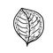 The vector leaf of the Calathea hand drawn. Tropical and botanical