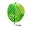 Vector leaf of linden tree