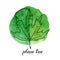 Vector leaf of plane tree