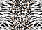 Vector leopard tiger jaguar texture abstract background orange and white black. Vector jungle. Bengal cat strip