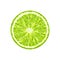 Vector lime slice. Illustration of citrus