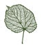 Vector linden leaf