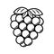 Vector line art blackberry icon. Isolated fruit silhouette in cartoon style. Fruit pictogram for coloring page