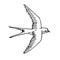 Vector line hand drawn flying swallow on white