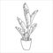 Vector linear sketch house plant banana pot illustration