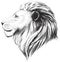 Vector lions head, illustration. Lion`s hand drawn profile.