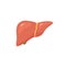 Vector liver icon flat logo. Human disease health design. Liver anatomy medical healthy icon