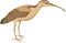 Vector Long Billed Curlew