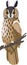 Vector long-eared owl