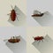 Vector Long Shadow Dead Cockroach Set Bug