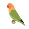 Vector lovebird parrot