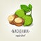 Vector macadamia icon isolated on background. Realistic colour nuts with leaves and seeds.