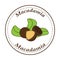 Vector macadamia logo in cartoon style.