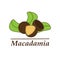 Vector macadamia logo in cartoon style.