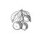 Vector Macadamia Nuts Branch, Sketchy Illustration, Hand Drawn Icon, Black Drawing, Isolated.