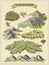 Vector map elements, colorful, hand draw - forest, tree, wood 1