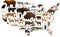 Vector map of USA with state animals