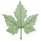 Vector maple leaf isolated.