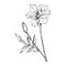 Vector Marigold floral botanical flowers. Black and white engraved ink art. Isolated tagetes illustration element.