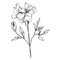 Vector Marigold floral botanical flowers. Black and white engraved ink art. Isolated tagetes illustration element.