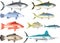 Vector - Marine Fish, Tuna, Snapper, Mackerel, Grouper, Marlin, Barramundi And Amberjack