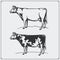 Vector meat labels and illustration of cows. Templates for design meat logos.
