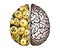 Vector Mechanical Human Brain On White Background. Cerebral Hemispheres, Convolutions Of The Mind Brain. Cog Wheel And Gears