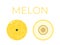 Vector of Melon and sliced half of Melon on white background