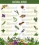 Vector menu of spices and herbs seasonings sketch