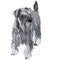 vector Miniature Schnauzer dog