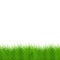 Vector modern grass background. Eps 10