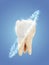 vector molar tooth. beauty and health. tooth cleaning and personal care