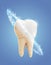 vector molar tooth. beauty and health. tooth cleaning and personal care