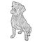 Vector monochrome hand drawn zentagle illustration of boxer dog.