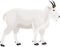 Vector mountain goat illustration in Mount Evans Wilderness Colorado