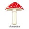 Vector mushroom isolated on white. Poisonous mushroom fly agaric. Flat cartoon style