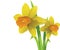 Vector narcissus. easter spring flowers
