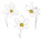 Vector Narcissus floral botanical flower. Wild spring leaf wildflower isolated. Isolated narcissus illustration element on white