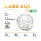 Vector of nutrition facts of cabbage