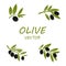 Vector Olive icons set