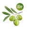 Vector olive oil. Decorative olive branch. For