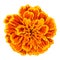 Vector orange marigold flower