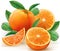 Vector oranges fruits