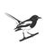 Vector of oriental magpie robin bird design on white background. Easy editable layered vector illustration. Wild Animals